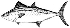 Orcynopsis unicolor_claves.jpg